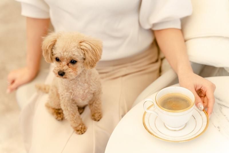 Pets.GINZAのアルバイト・バイト求人情報-05