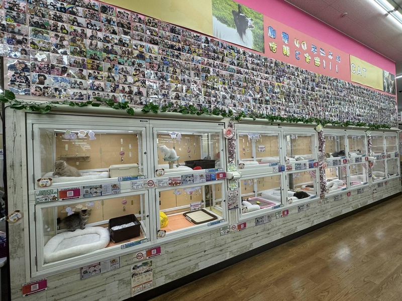 ペッツコンシェル　川崎小田栄店のアルバイト・バイト求人情報-04