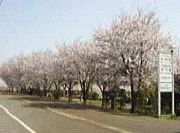 桜花園のアルバイト・バイト求人情報-04