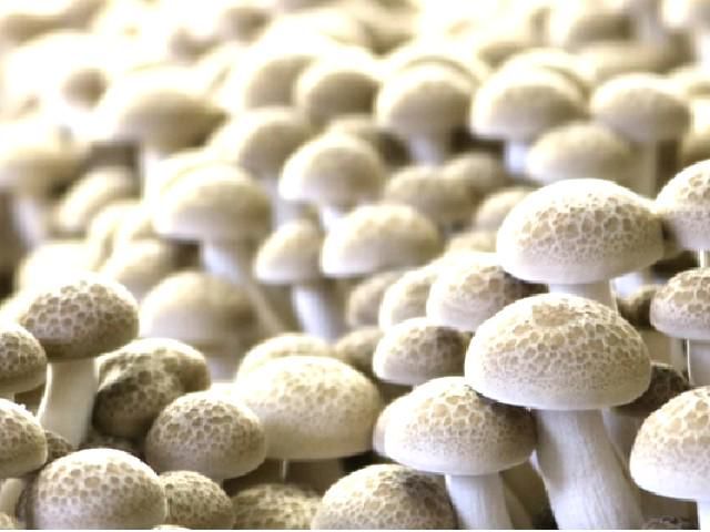 株式会社ドリームマッシュ　本社工場の求人情報