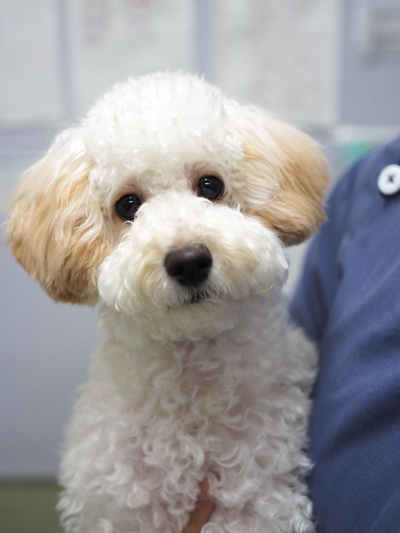 領下動物病院の求人・転職情報