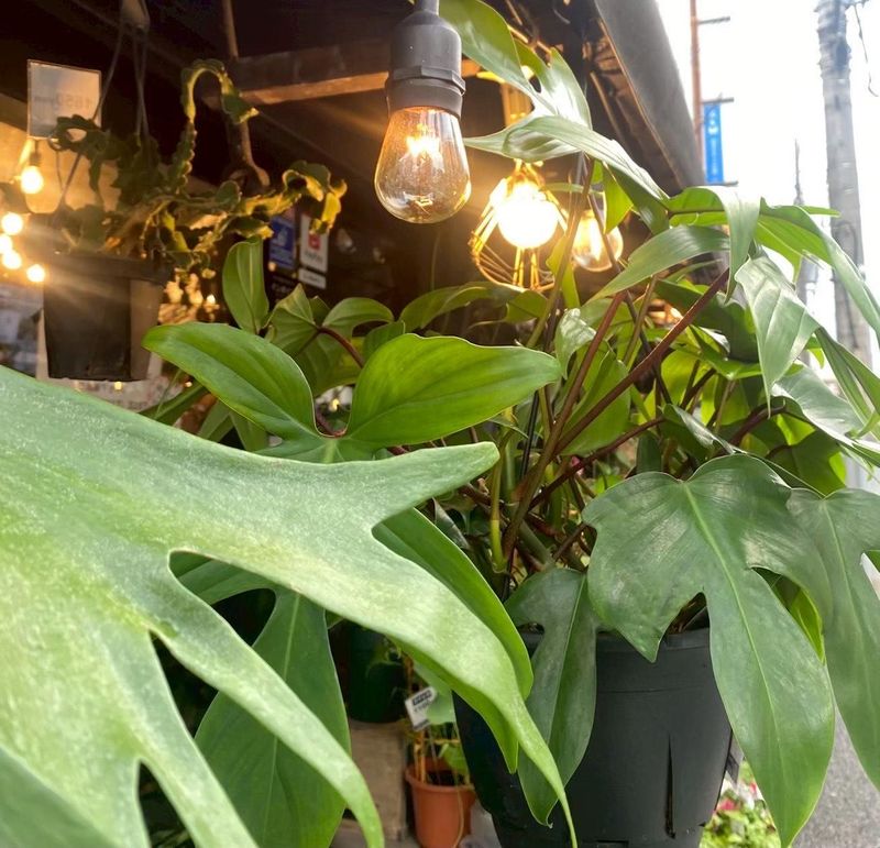 ショーケース　大口のアルバイト・バイト求人情報-04