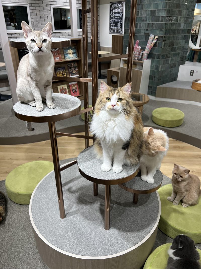 キャットラウンジnonnon 名取店のアルバイト・バイト求人情報-05