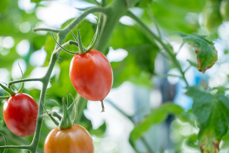 大成農材株式会社の求人・転職情報