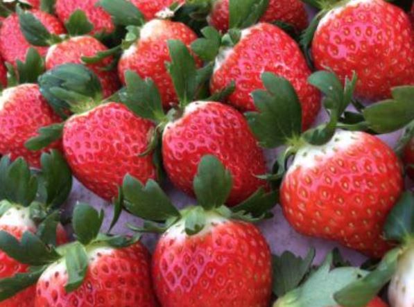 上原いちご農園のアルバイト・バイト求人情報-02