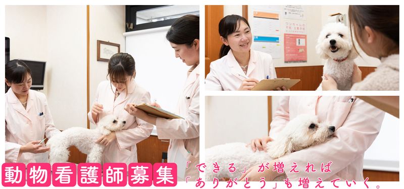 しろうま動物病院の求人・転職情報