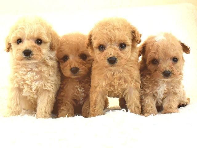 株式会社楽犬ペットの求人・転職情報