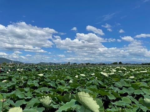 株式会社One vegetableの求人情報