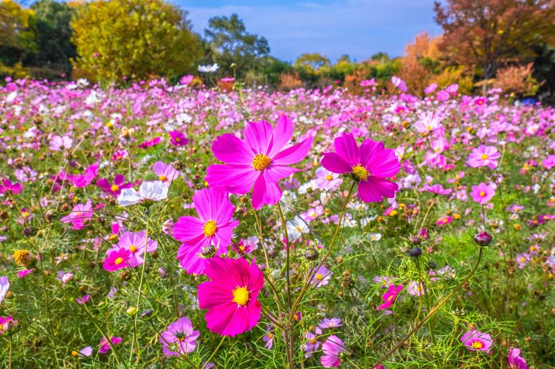 ユニベール株式会社(長居植物園・自然史博物館)のアルバイト・バイト求人情報-04