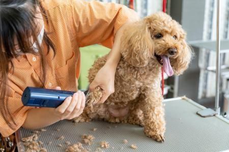27・28卒向け　トリマーとして運営の舞台裏を体験