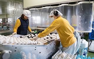 株式会社大日裏エッグセンターの求人・転職情報