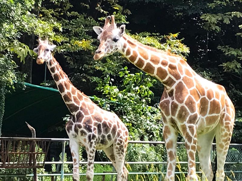 東山動植物園(請負先)のアルバイト・バイト求人情報-02