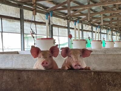 株式会社岩戸牧場