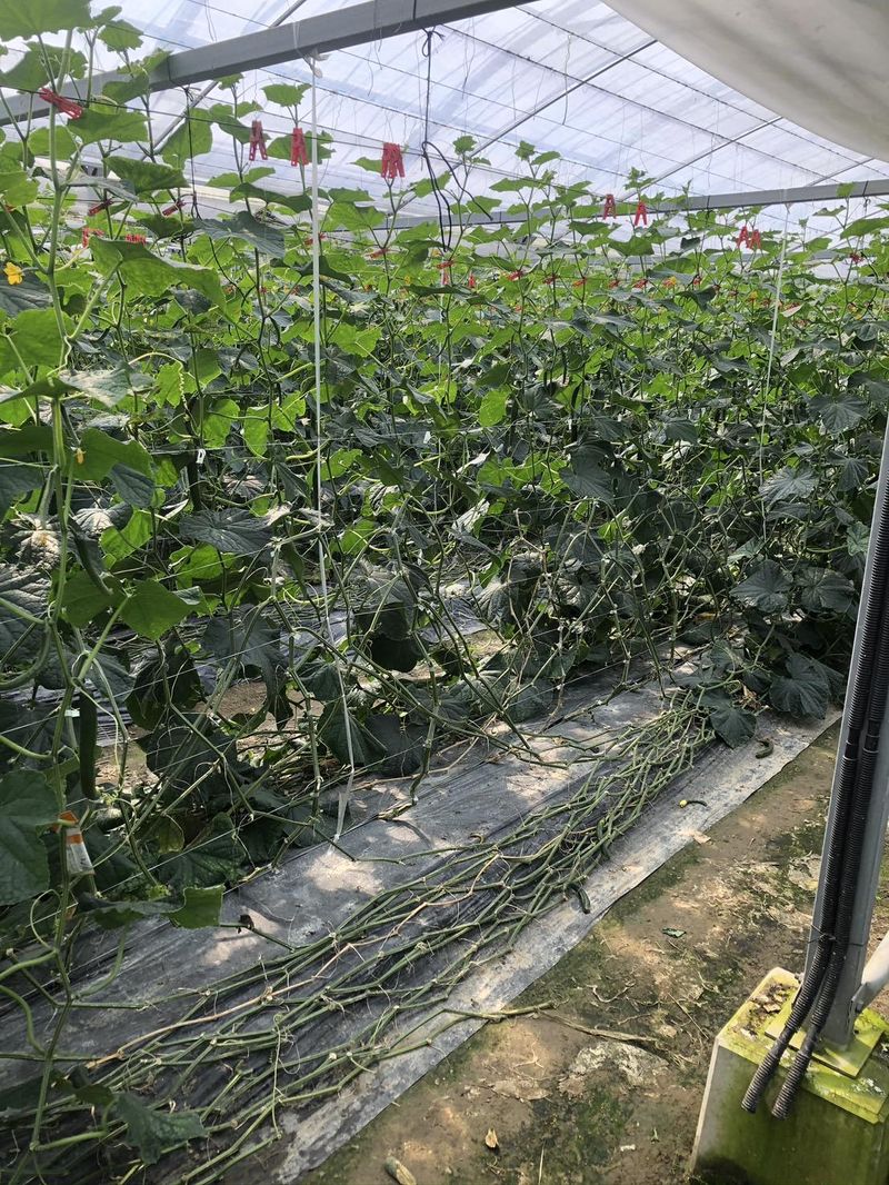 橘FARMのアルバイト・バイト求人情報-02