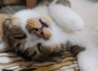くまねこ堂のアルバイト・バイト求人情報-04
