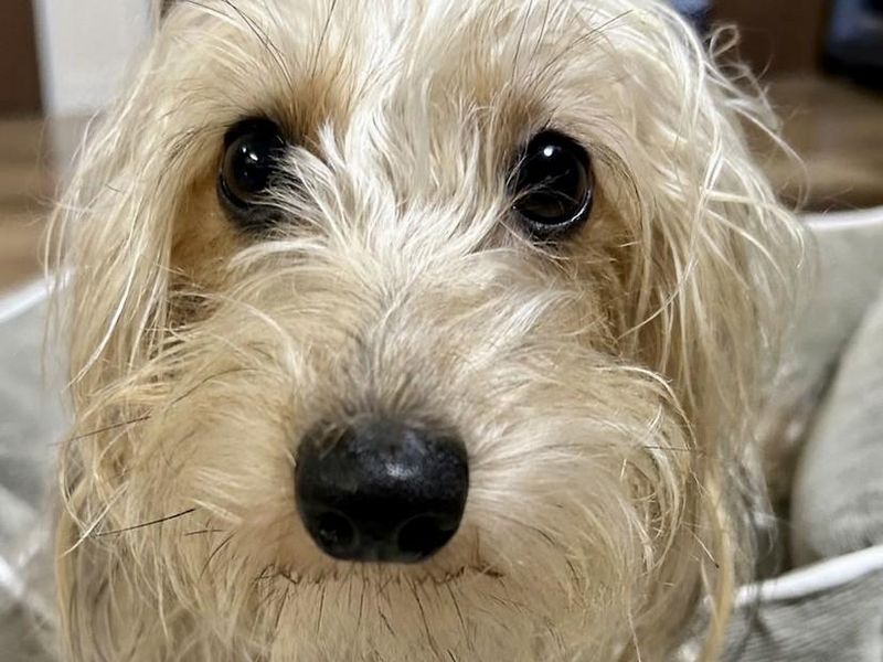 ドッグスクールしみずの求人・転職情報