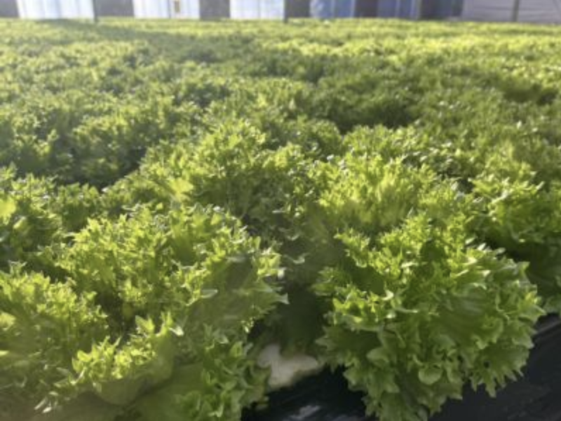 有限会社アグリ・サポートの求人・転職情報