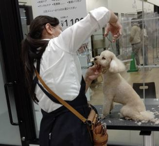 Pet's Salon Minerva綾川店のアルバイト・バイト求人情報-19