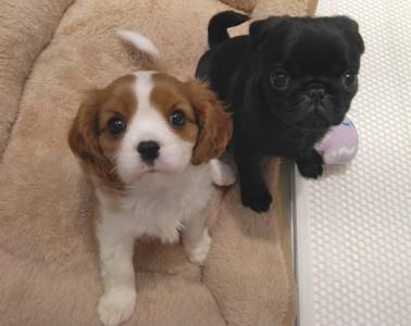 ピーアンドエルジャパン株式会社の求人・転職情報