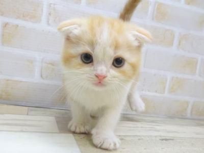 ペットプラザフレンディあすと長町店|ピーアンドエルジャパン株式会社のアルバイト・バイト求人情報-02