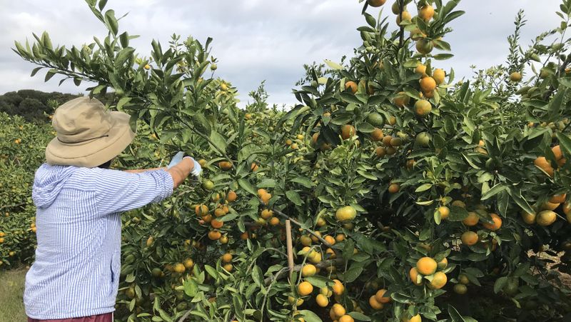 まるや農園の派遣求人情報