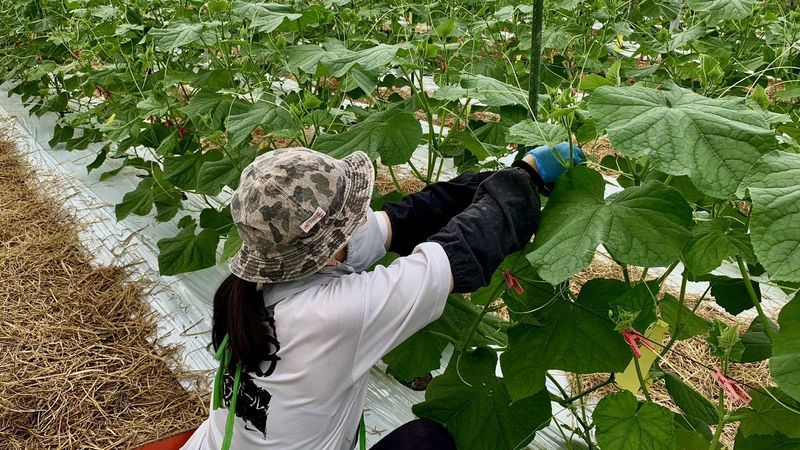 かわごえ農園のアルバイト・バイト求人情報-02