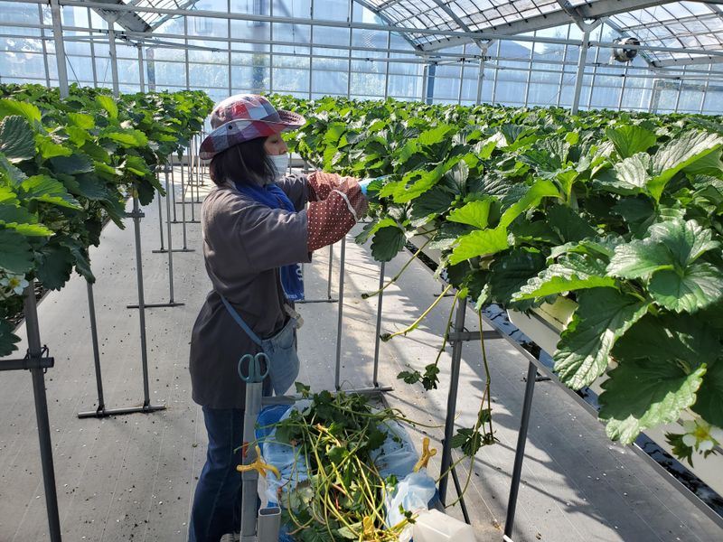 アグリネクスト株式会社のアルバイト・バイト求人情報-02