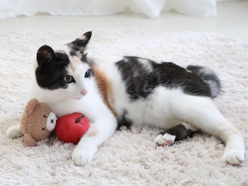 白金台ペットパラダイスのアルバイト・バイト求人情報-04