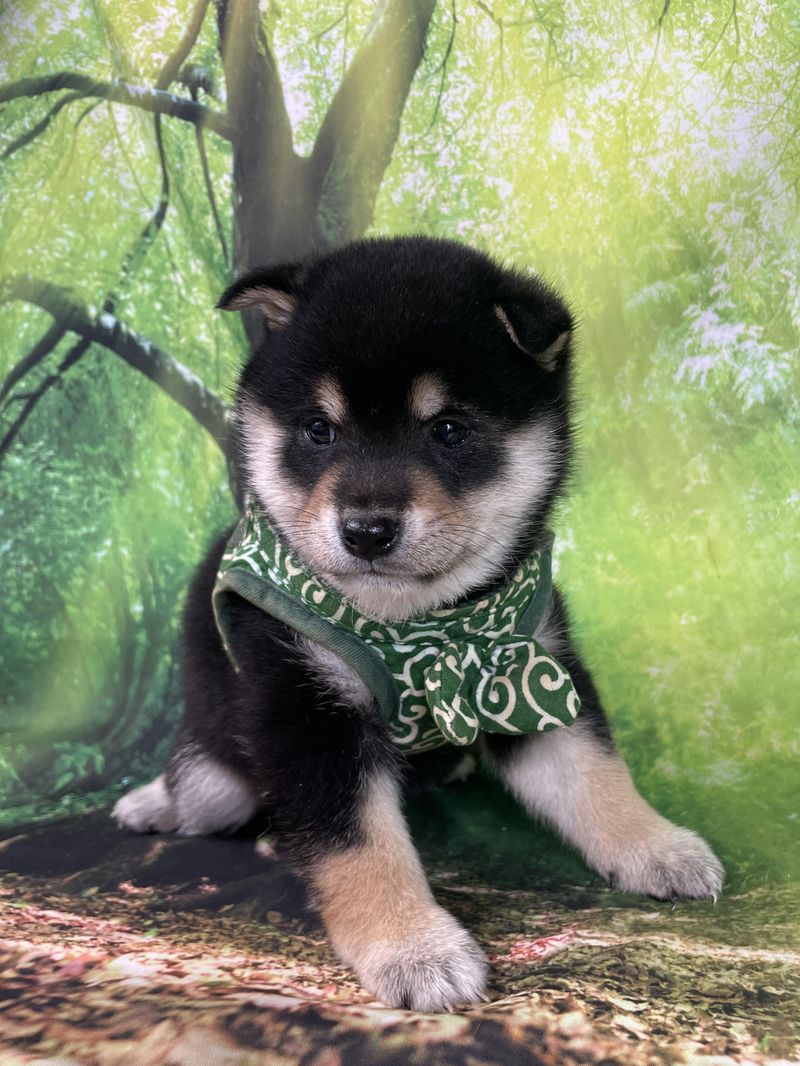 にっしん犬舎のアルバイト・バイト求人情報-02