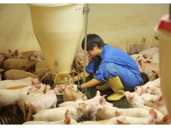 株式会社ドリームポークの求人・転職情報