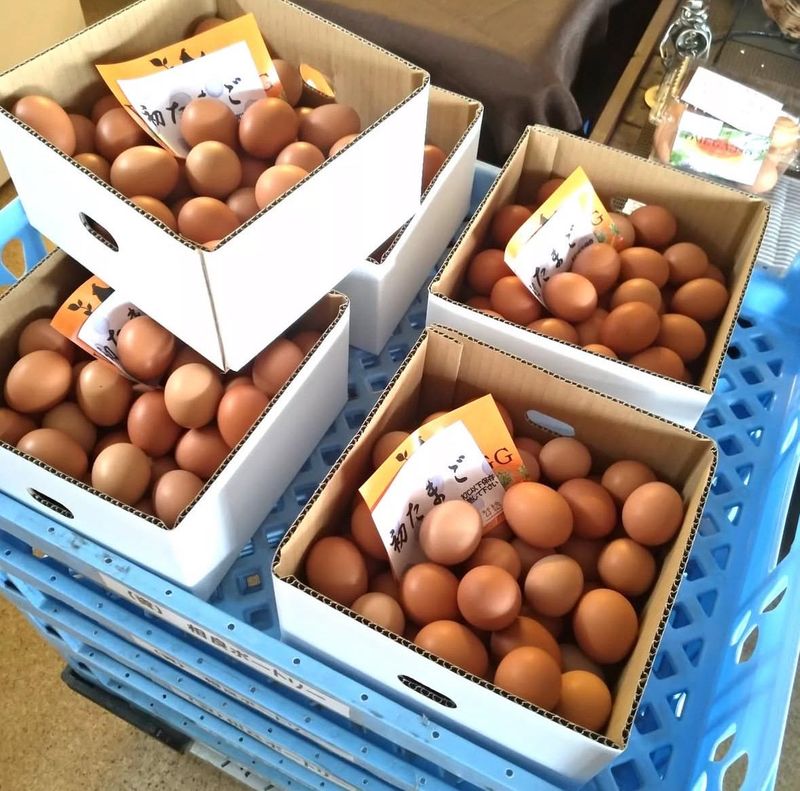 相良ポートリー　農場のアルバイト・バイト求人情報-03