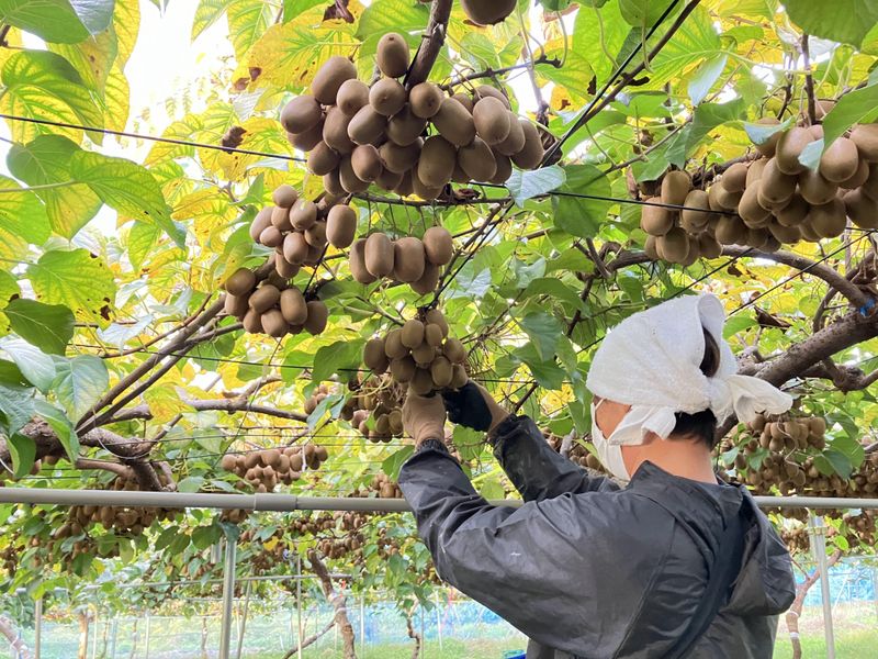 香川県・群馬県の圃場(各1名ずつ)のアルバイト・バイト求人情報-04
