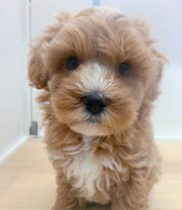 Pet's One 藤枝店のアルバイト・バイト求人情報-02