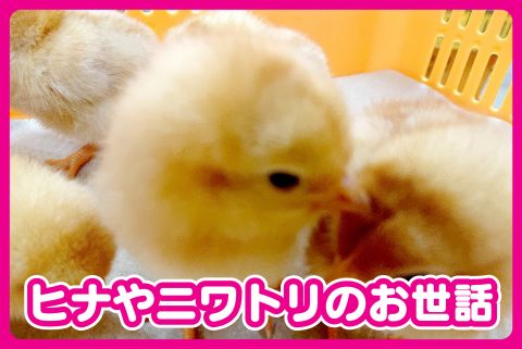 株式会社 坪井種鶏孵化場(ja_jp)の求人・転職情報