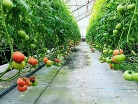 Show Farmの求人情報