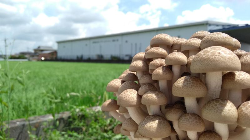 株式会社ドリームマッシュ　本社工場の求人情報