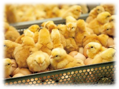 株式会社ヨコオフーズ-0002の求人・転職情報