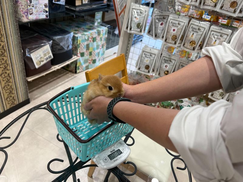 うさぎ専門店　Rabbit-Ruru　大阪店のアルバイト・バイト求人情報-02