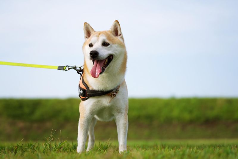 チャプターツー株式会社の求人・転職情報