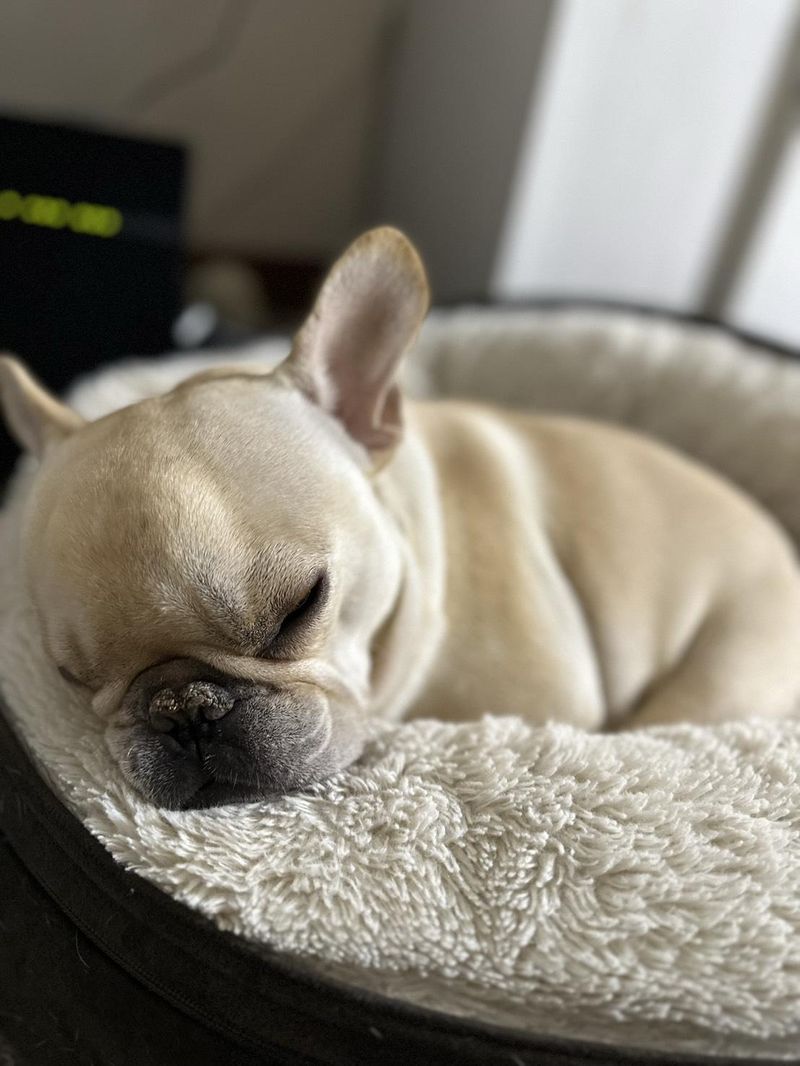 株式会社わんことおうちのアルバイト・バイト求人情報-04