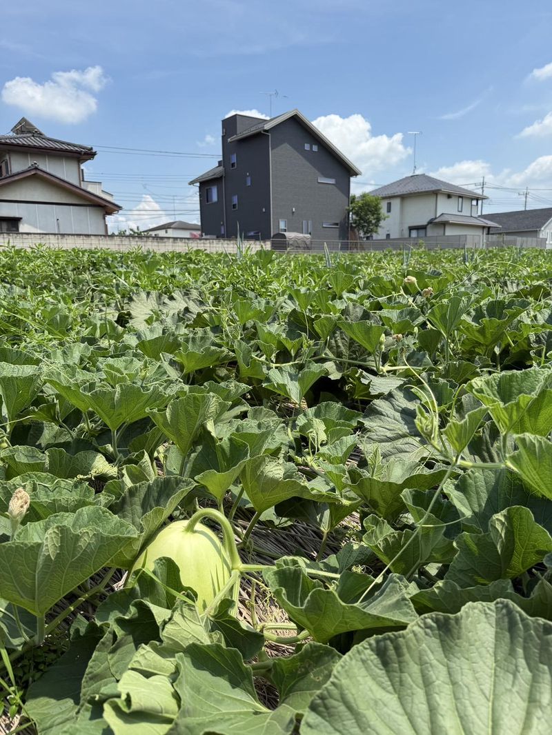 大三ファームのアルバイト・バイト求人情報-02