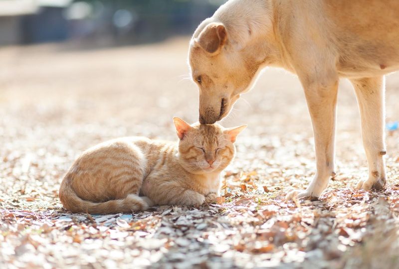 ＶｅｔＰｌｕｓ株式会社の求人・転職情報