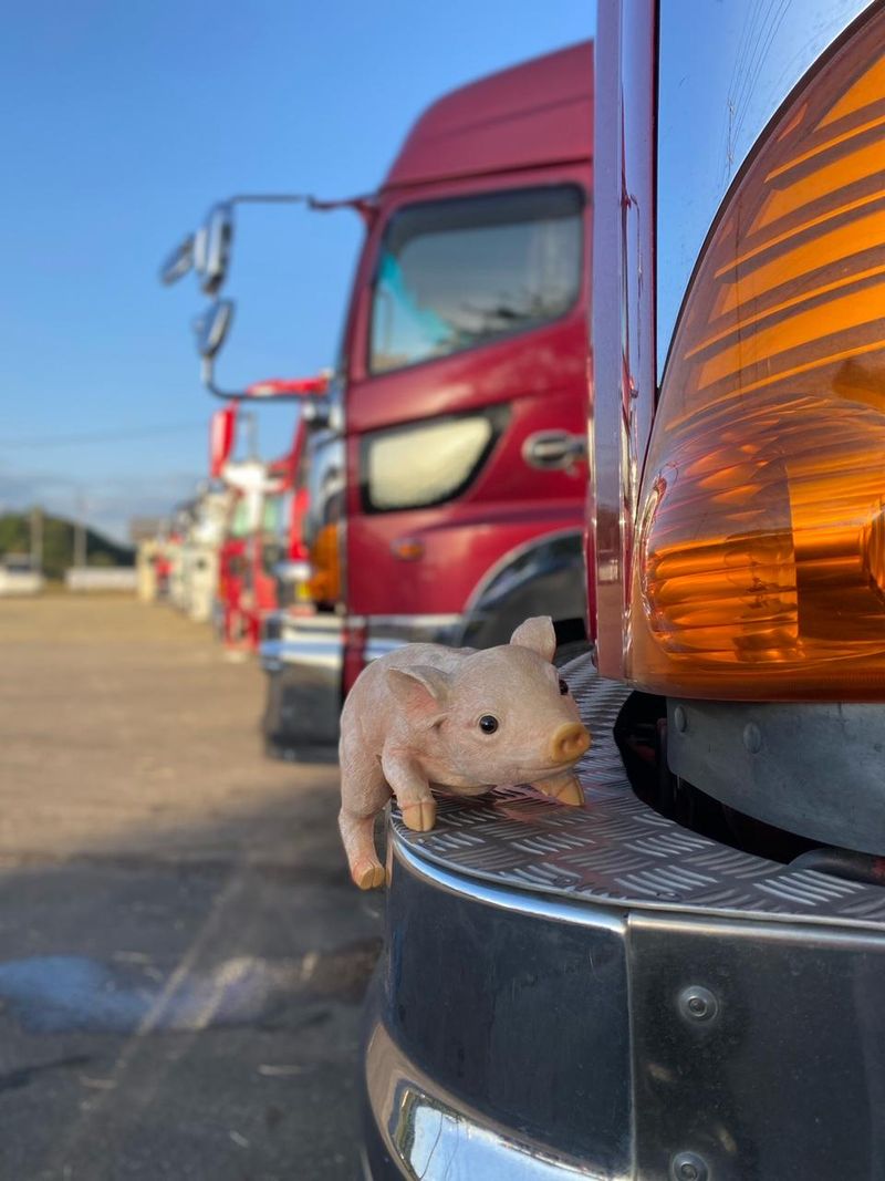 豚を運ぶ大型トラックドライバー