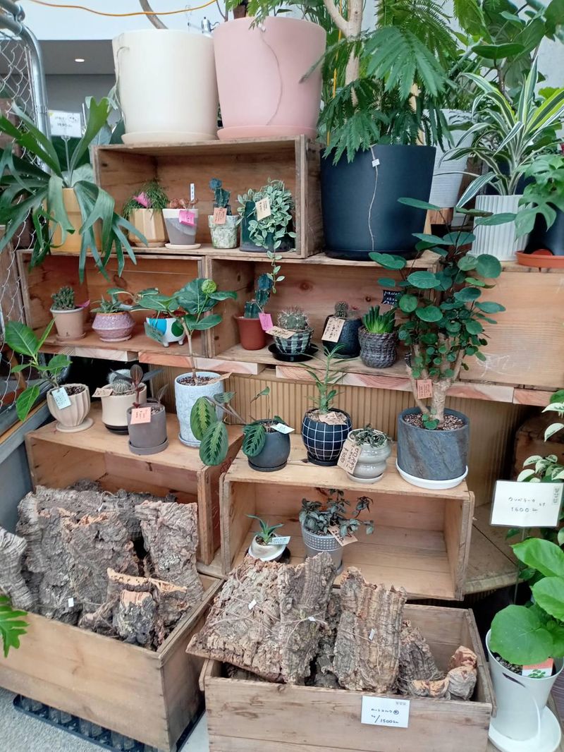 葉菜草　いずみおおつCITY店のアルバイト・バイト求人情報-04