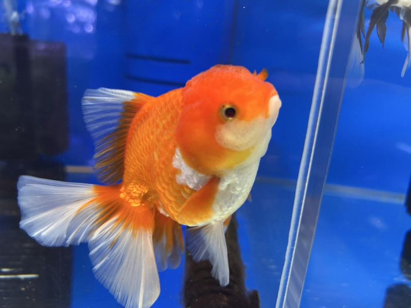 ミッキーアンドゴン　ペットプラザ京葉船橋インター店(鳥・小動物・アクアコーナー)のアルバイト・バイト求人情報-04
