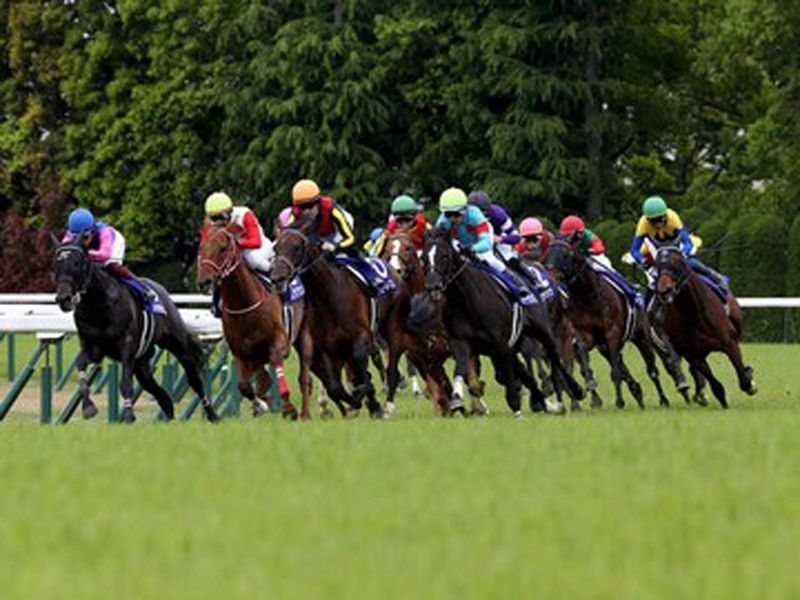 日本中央競馬会京都競馬場の求人情報