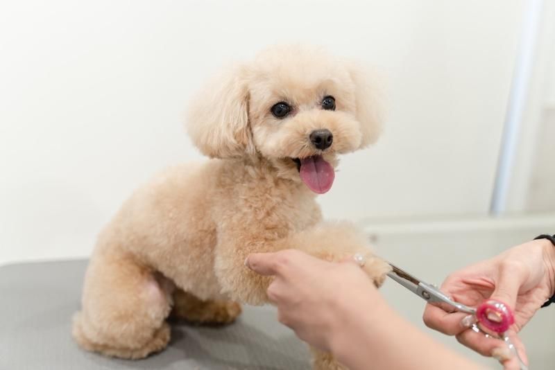 Pets.GINZAのアルバイト・バイト求人情報-02