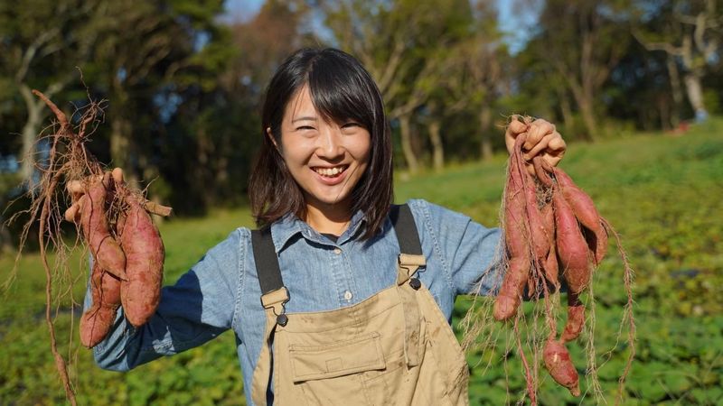 さつまいもの栽培・農作業スタッフ