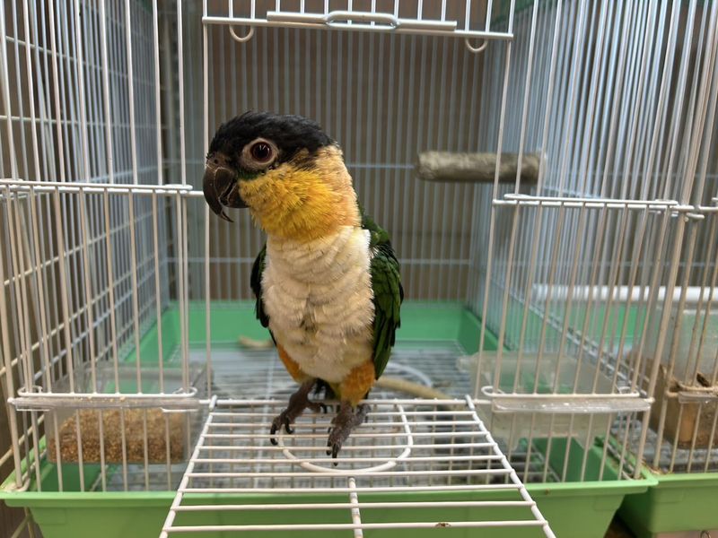 ミッキーアンドゴン　ペットプラザ京葉船橋インター店(鳥・小動物・アクアコーナー)のアルバイト・バイト求人情報-05