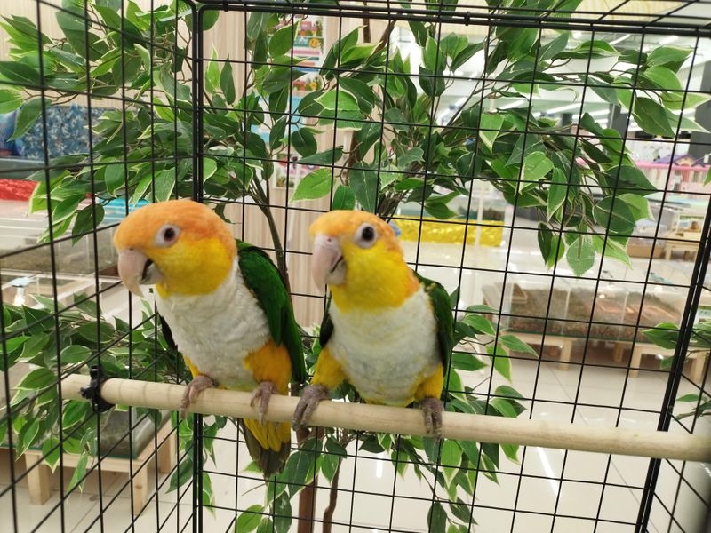 いきもの探検隊　イオン具志川店の派遣求人情報